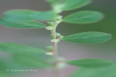 Phyllanthus maderaspatensis